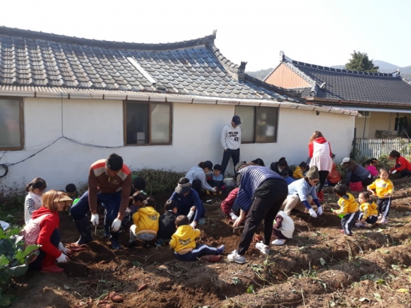 어린이집 인근 텃밭에서 아이들이 학부모들과 함께 고구마 수확체험을 하고 있다.