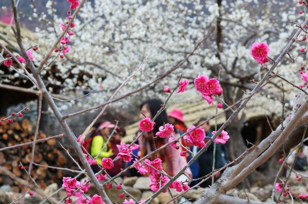 광양 매실마을에 매화꽃이 만개해 관광객들의 탄성을 자아내게 하고 있다.