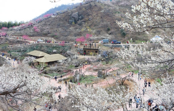 매화꽃이 만개한 광양 다압 매화마을에서는 25일까지 매화축제가 이어진다.