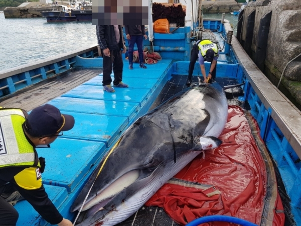 정치망 그물에 걸려 발견된 밍크고래를 해양경찰관들이 확인하고 있다.