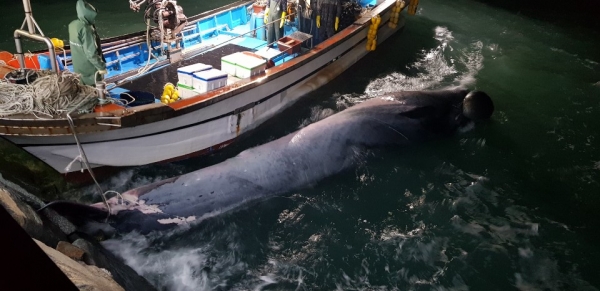 국제적 멸종위기종인 브라이드 고래가 여수 앞바다에서 그물에 걸려 숨진 채 발견됐다.