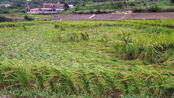 태풍의 영향으로 돌산 봉수마을 일부 논에서 벼들이 넘어지는 피해를 입었다.