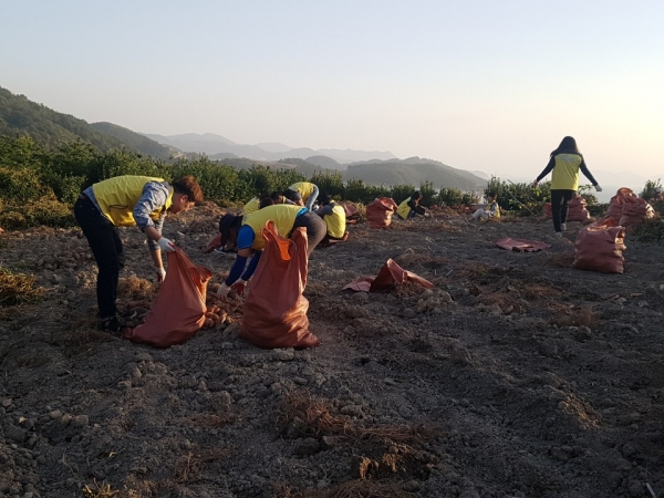 갯노을 봉사단 회원들이 일손이 부족한 농가의 고구마 수확을 돕고 있다.