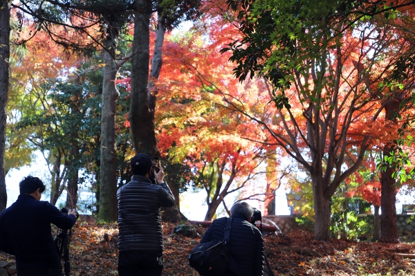 11월 마지막 주말 단풍이 절정을 이룬 자산공원에는 단풍을 카메라에 담으려는 사진작가들의 발길이 이어졌다.