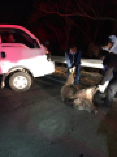 지난 25일 사곡의 한 도로에서 승용차가 멧돼지를 들이 받는 사고가 발생했다.