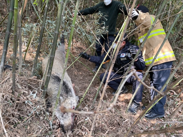 7일 광무동 인근 야산에 멧돼지가 출몰해 119 구조대에 의해 포획됐다.