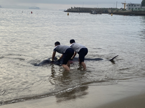 21일 오후 모사금 해수욕장 해변가에 향고래로 추정되는 고래 새끼 한 마리가 밀려와 해양경찰관들에 의해 바다로 돌려 보내졌다.
