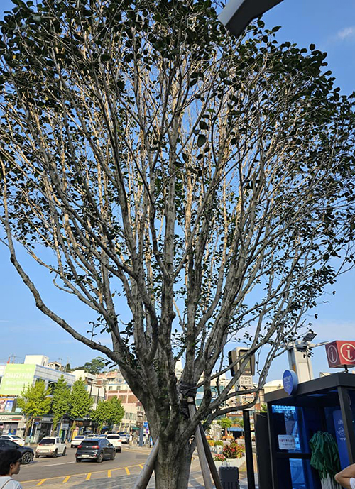 이순신광장 한 복판에 동백나무가 무럭무럭 자라고 있다.