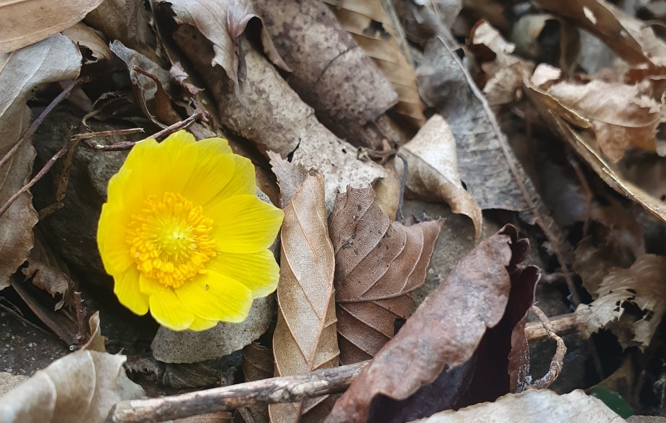 봄의 전령사 복수꽃이 완도수목원에서 지난해보다 일주일 가량 일찍 꽃망울을 터트렸다.