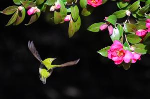 동박새, 동백꽃과 눈맞춤