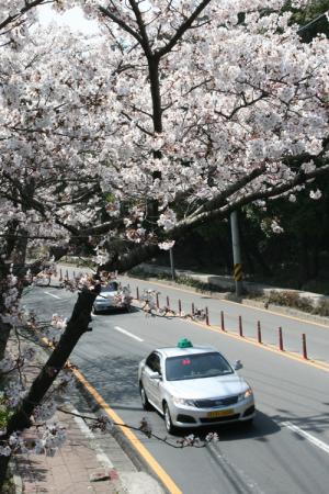 여수 한려동 벚꽃길서 ‘벚꽃소풍 시즌2’ 열려