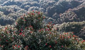 ‘대한민국 100대 명품숲’에 전남숲 10곳 선정