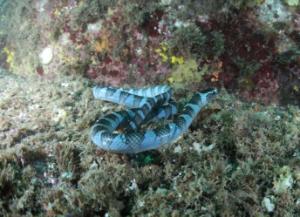 여수 앞바다서 독사 20배 독 품은 바다뱀 발견